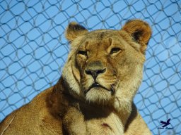 Tiergarten Schönbrunn am 20.10.2025